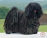 Hungarian Puli